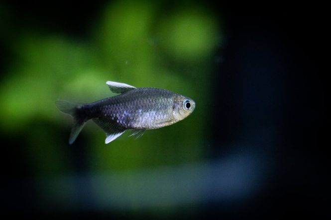 Huvudbild Hyphessobrycon negodagua Negodagua