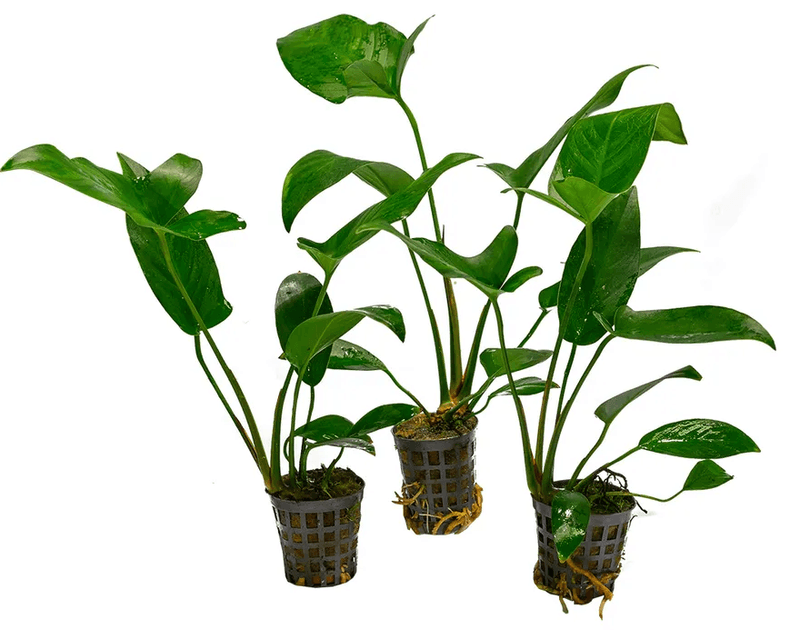  Af Anubias Hastifolia 5 Cm Pot Brown 