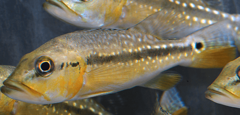 cichla mirianae fogo (påfågelabborre)