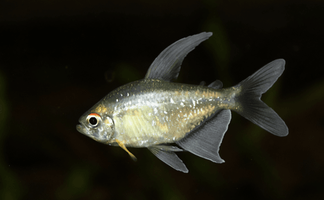 Huvudbild  Diamanttetra 2,5-3cm Moenkhausia pittieri