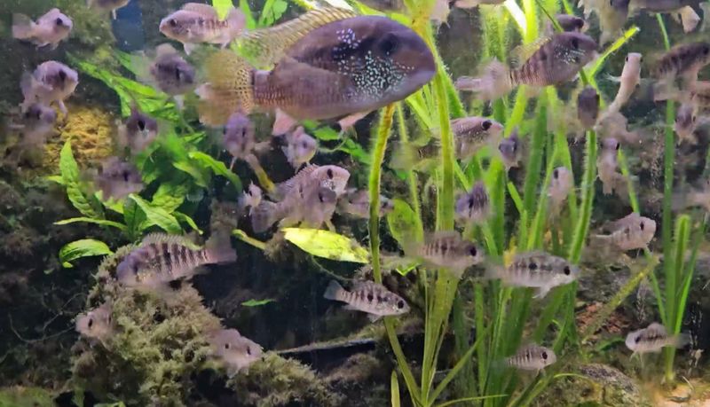 Bujurquina sp. Curua F1