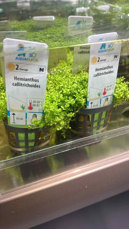 AF HEMIANTUS CALLITRICHOIDES 5 
