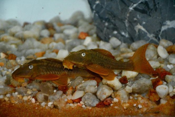 Huvudbild Hypostomus soniae L137 (5-9 cm)