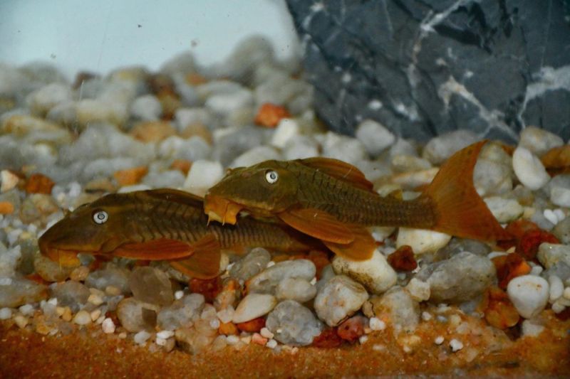 Hypostomus soniae L137 (5-9 cm)