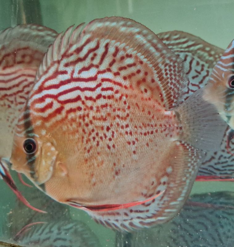 Wild Tefe Red Spotted Green x RSG Leopard F5 12-14 cm. 