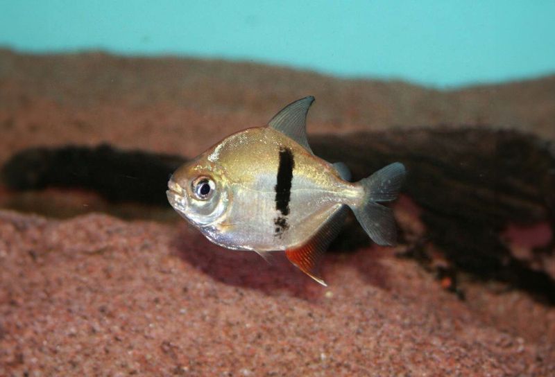 Myleus schomburgkii Svartbandad skivtetra