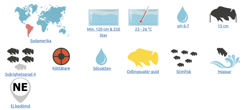Exodon paradoxus Storfläckstetra