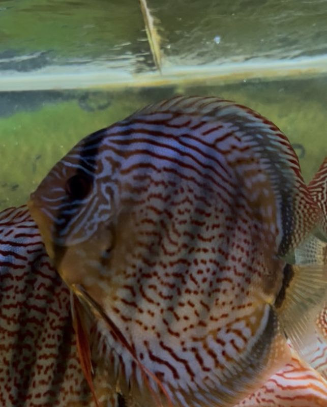 Wild Tefe Red Spotted Green x RSG Leopard F5 16 cm  fins i butiken 