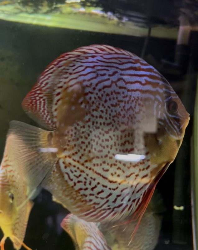 Wild Tefe Red Spotted Green x RSG Leopard F5 16 cm  fins i butiken 