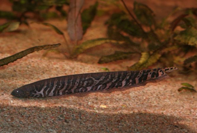 Huvudbild Gymnotus carapo Zebra knivfisk