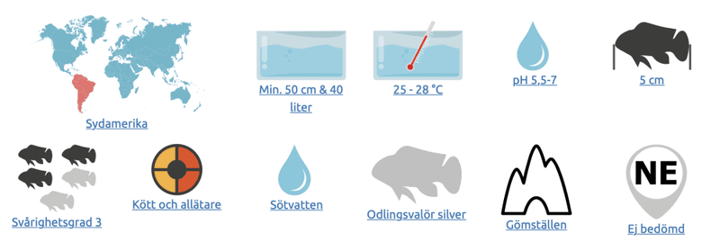 Mikrogeophagus ramirezi Electricblue fjärilsciklid