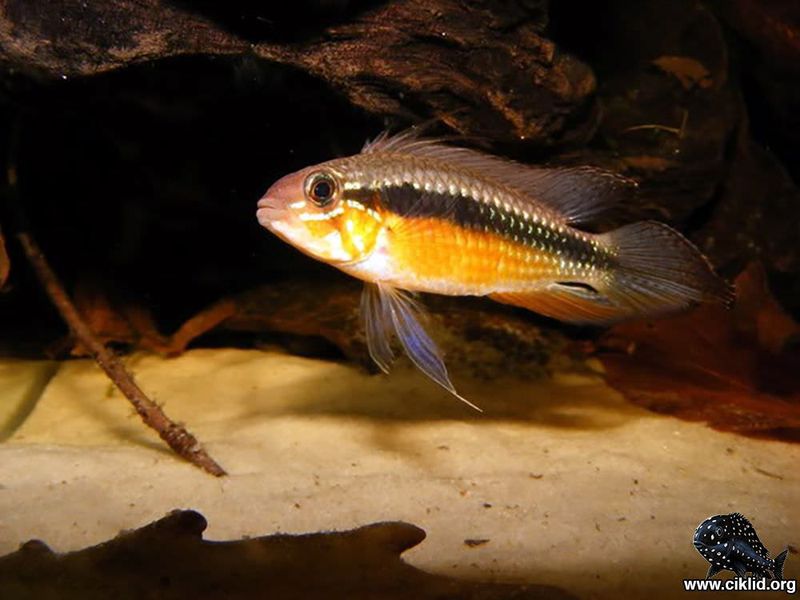 Apistogramma elizabethae red 