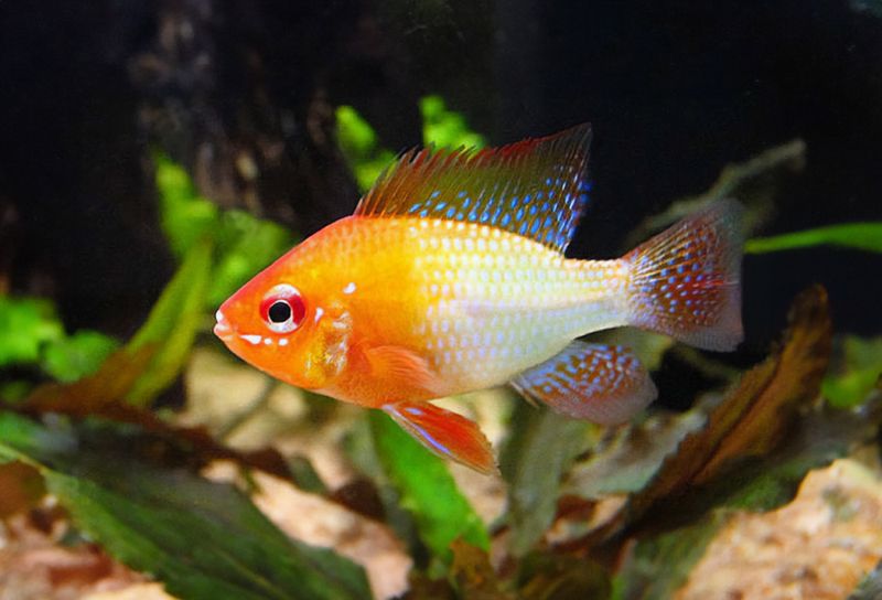Mikrogeophagus ramirezi Gul fjärilsciklid