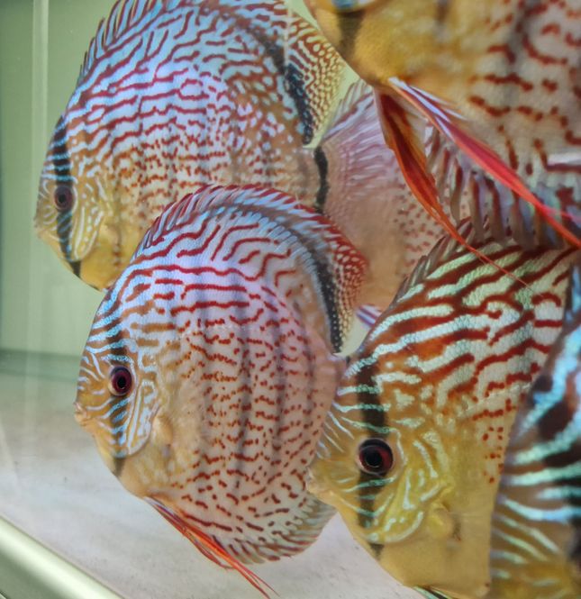 Huvudbild Wild Tefe Red Spotted Green x RSG Leopard F5 16 ...
