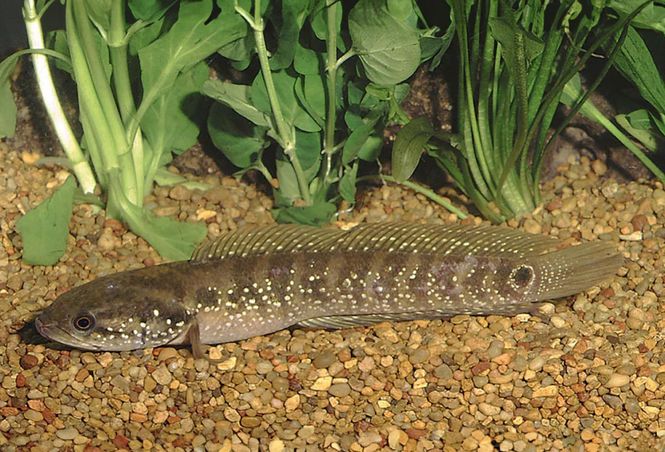 Huvudbild Channa asiatica Liten ormhuvudsfisk