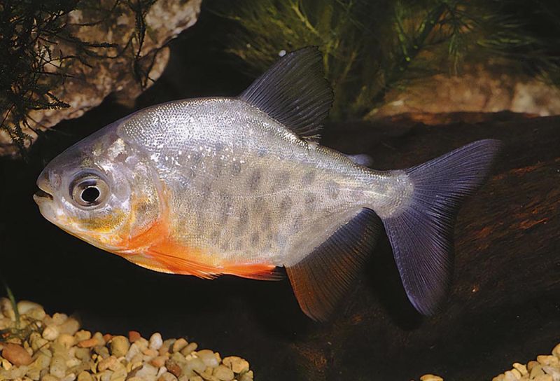 Piaractus brachypomus Silverpaku  red 