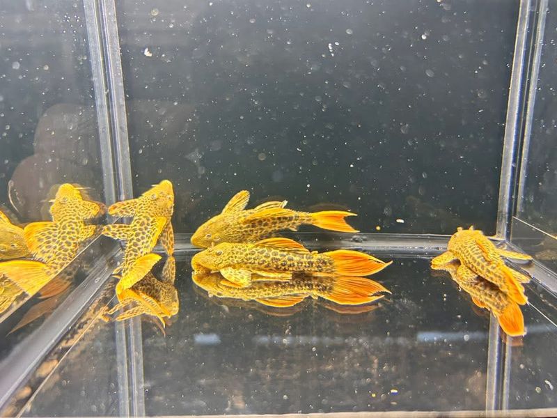 Pseudacanthicus leopardus L600 (10-15 cm) gold line