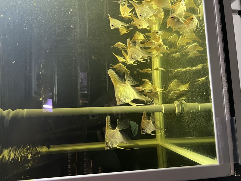 Pterophyllum scalare super pris 