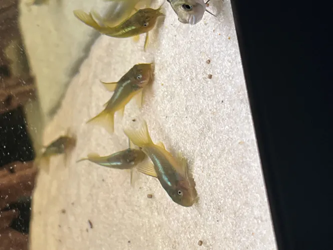 Huvudbild Osteogaster sp. 'neon green stripe' Green stripe ...