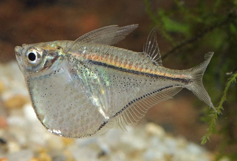 Gasteropelecus sternicla Silver bilbukfisk