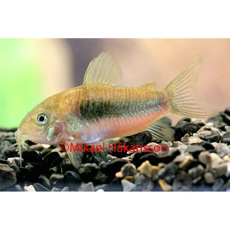 METALL PANSARMAL 3-4CM