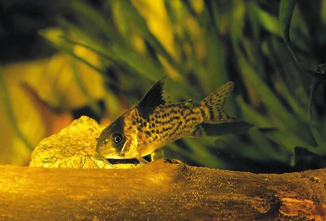 Huvudbild LEUCOMELAS PANSAR MAL VF Corydoras leucomelas