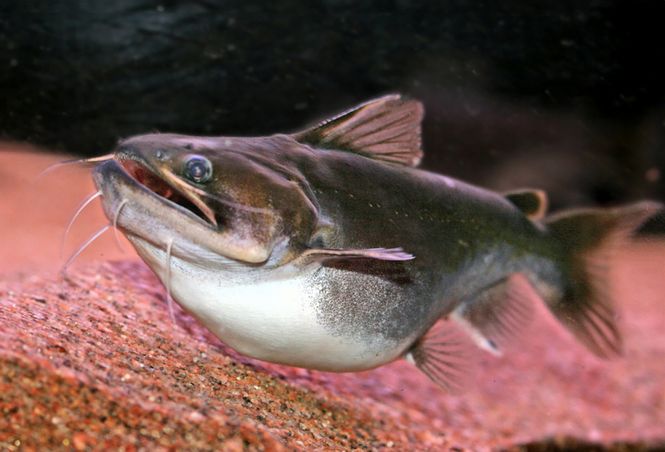 Huvudbild Asterophysus batrachus Gulper cat/mal