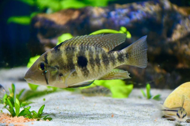 Geophagus diamantinensis Mattos