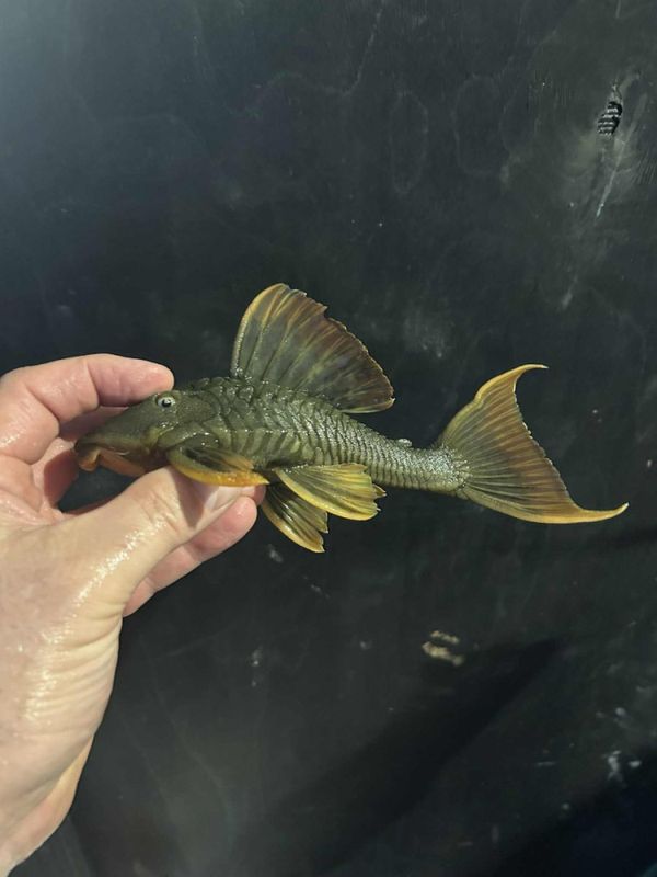 Hypostomus sp. 3.6.0